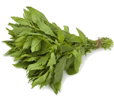 Epazote