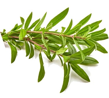Thyme
