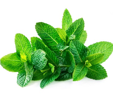 Mint