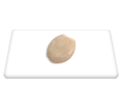 Bladder