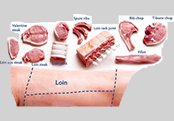 Lumbar Region