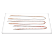 Pork Sinal Cord