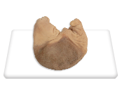 Stomach